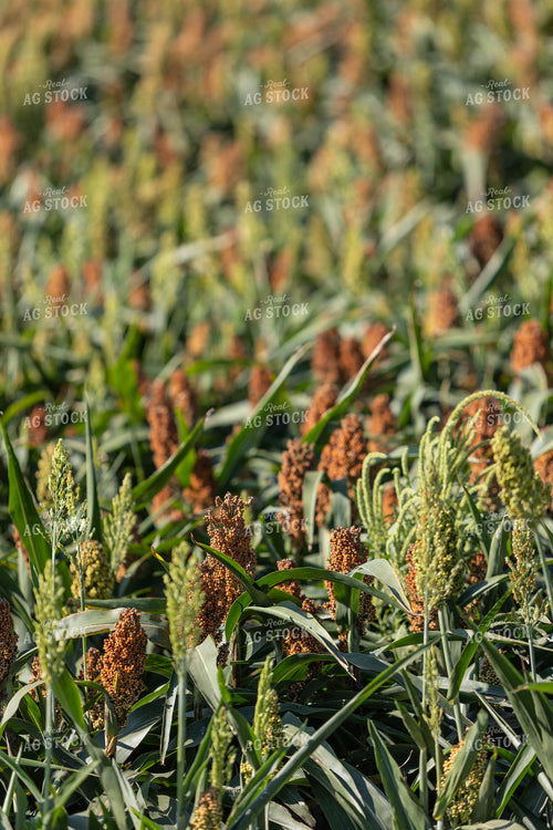 Doughing Sorghum 224008
