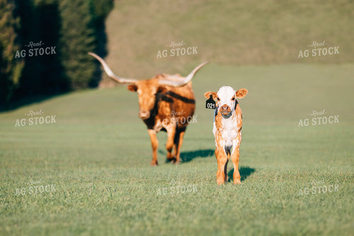 Longhorn Cow and Calf 178008