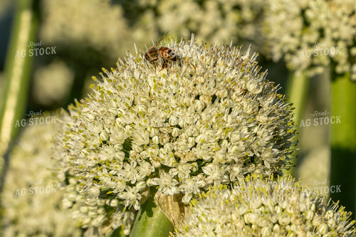 Onion Seeds with Bee 65817