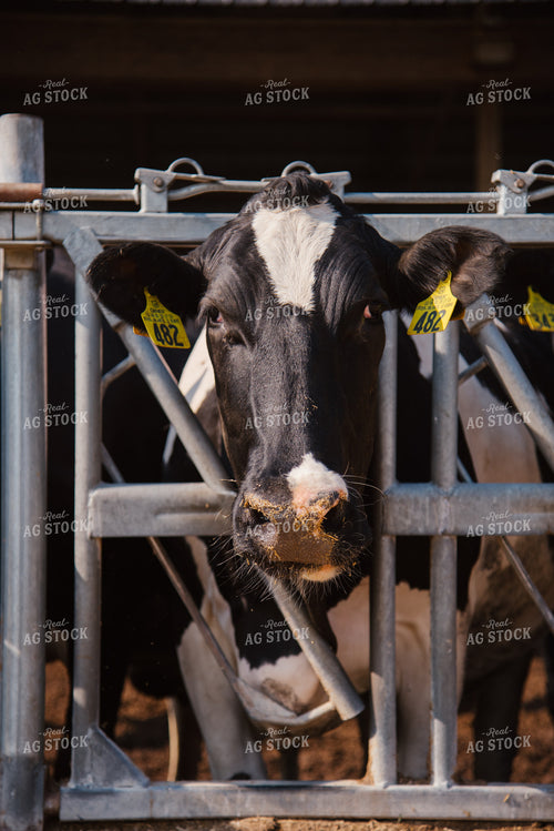 Holstein Cattle 137070