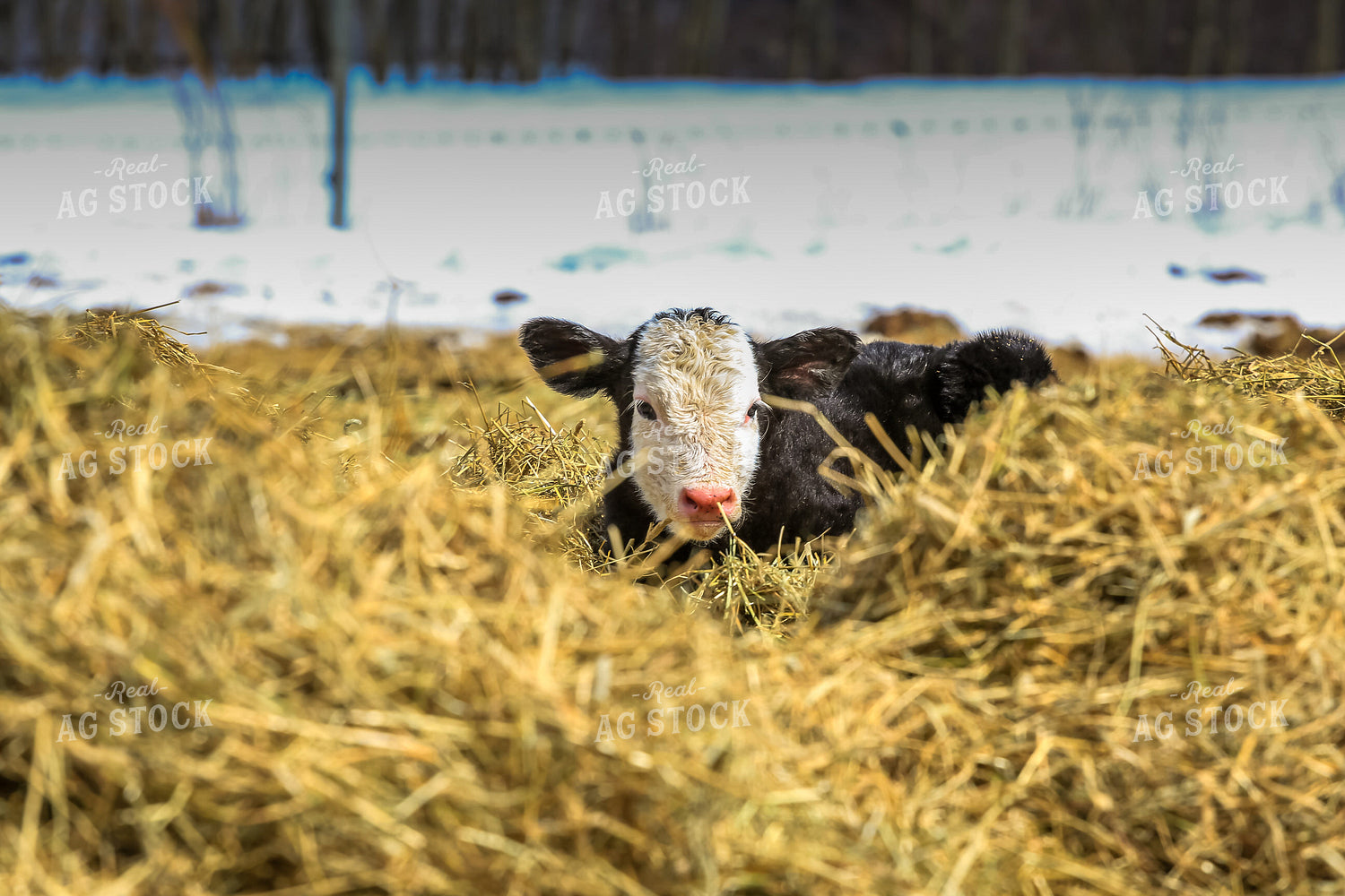Holstein Calf Laying in Bedding 138003