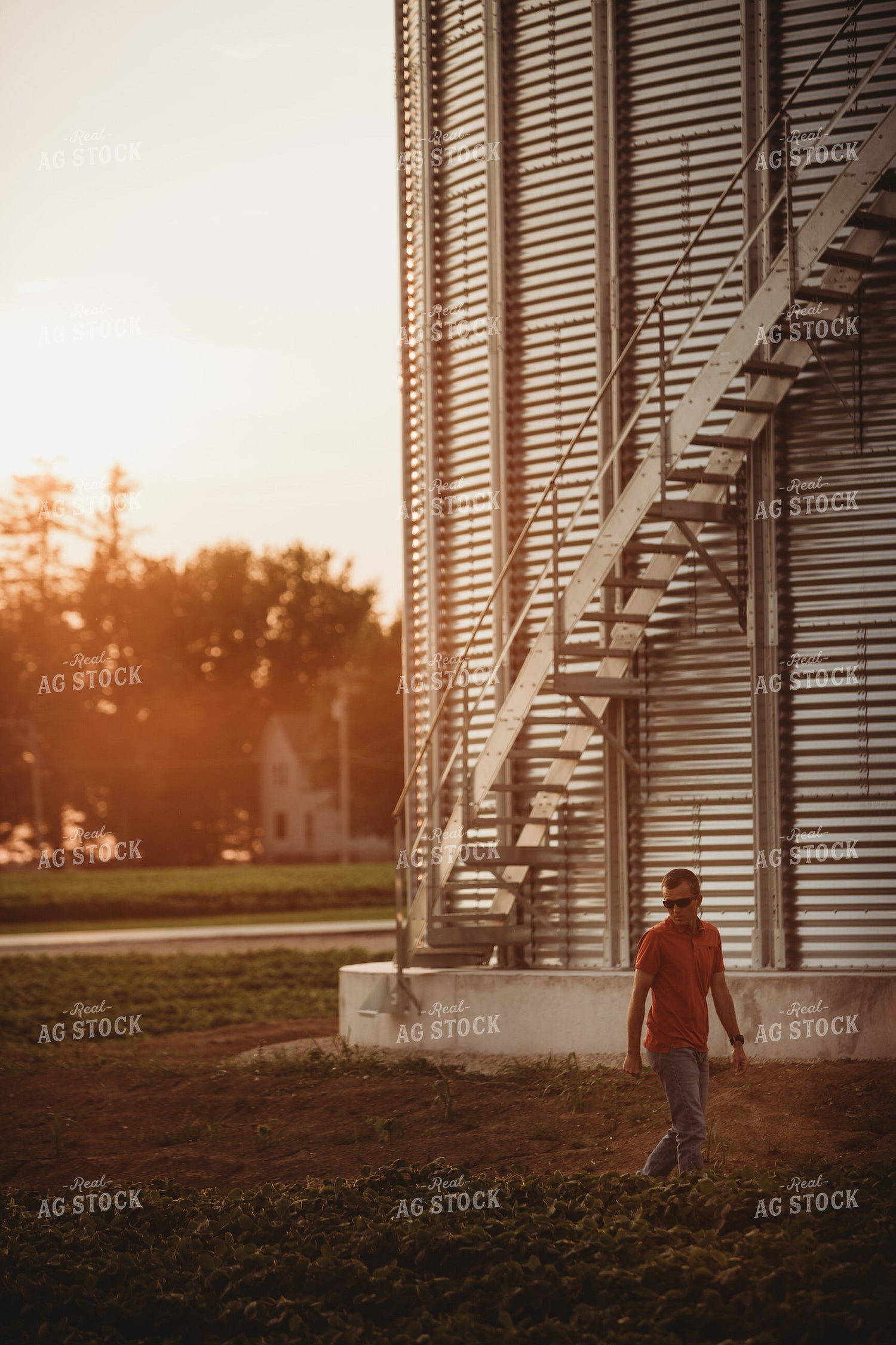 Farmer Walking Along Grain Bin and Soybean Field 4578