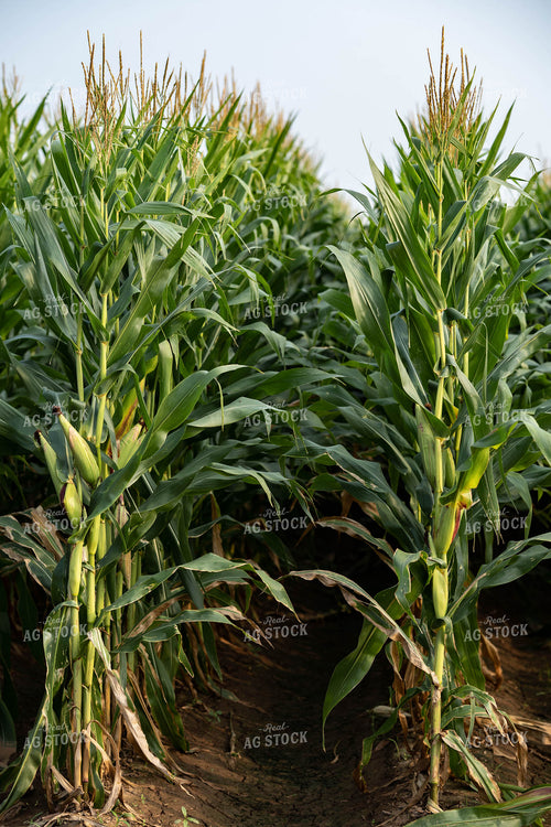 Corn 91054