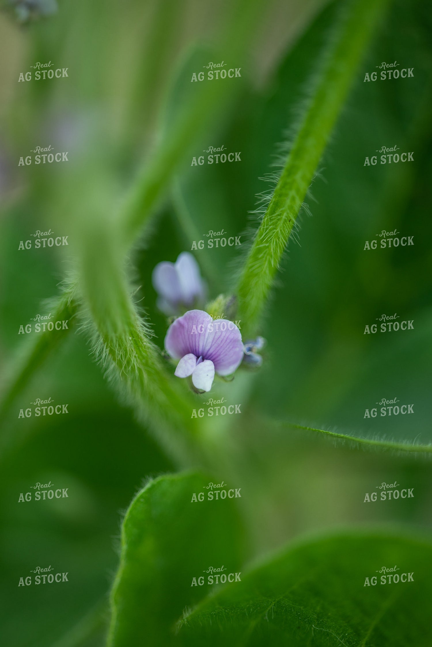 Up Close Soybean Plant With Purple Flowers 76197