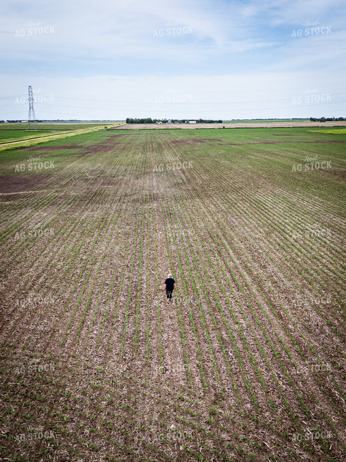 Female Agronomist Scouting Field 67730