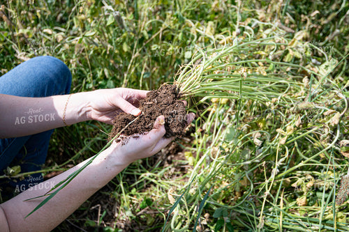 Root Ball of Cover Crops 168062