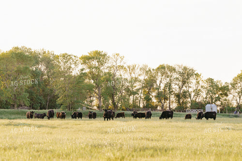 Black Angus Cattle on Pasture 68190