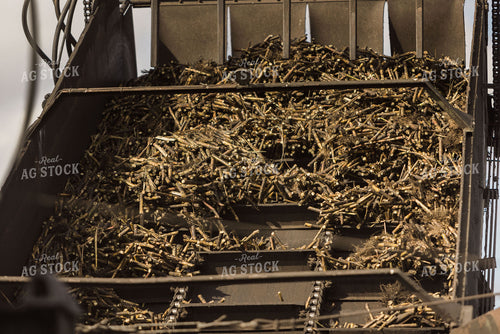Sugar Cane Harvest 7355