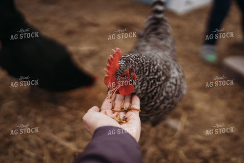 Backyard Chicken 196081