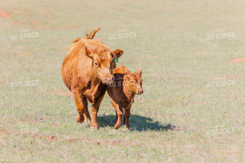 Red Angus Cow and Calf in Pasture 131008