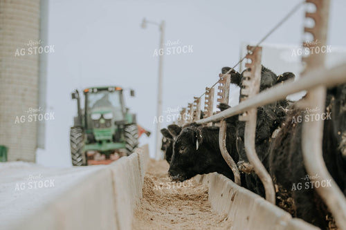 Angus Cows at Trough 77052
