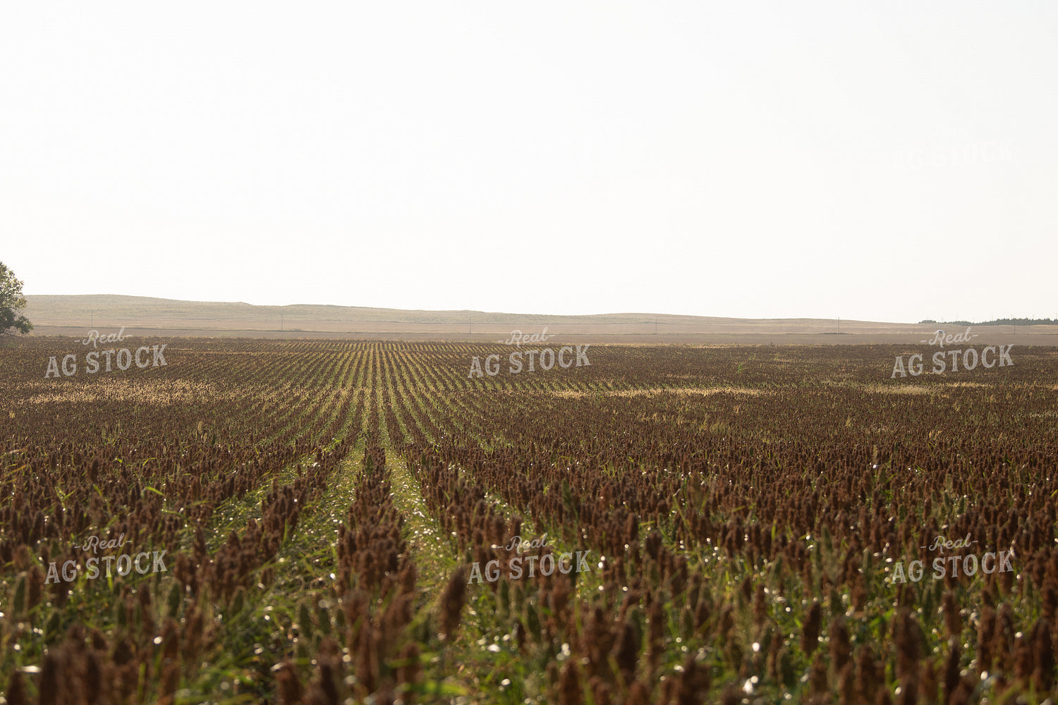Field of Sorghum 113009