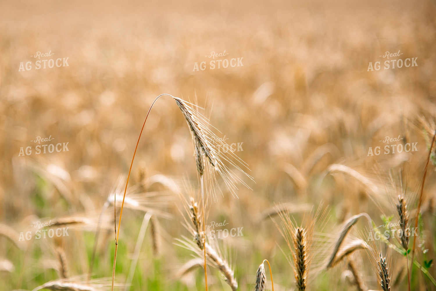 Wheat Head 137054