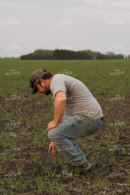 Farmer Scouting Sugar Beets 204001