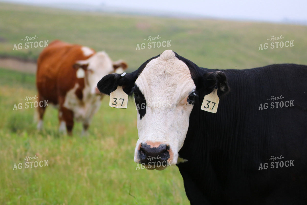 Cattle on Pasture 82497