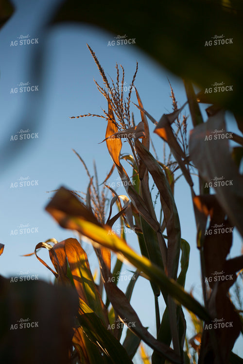 Corn - Dry 1365