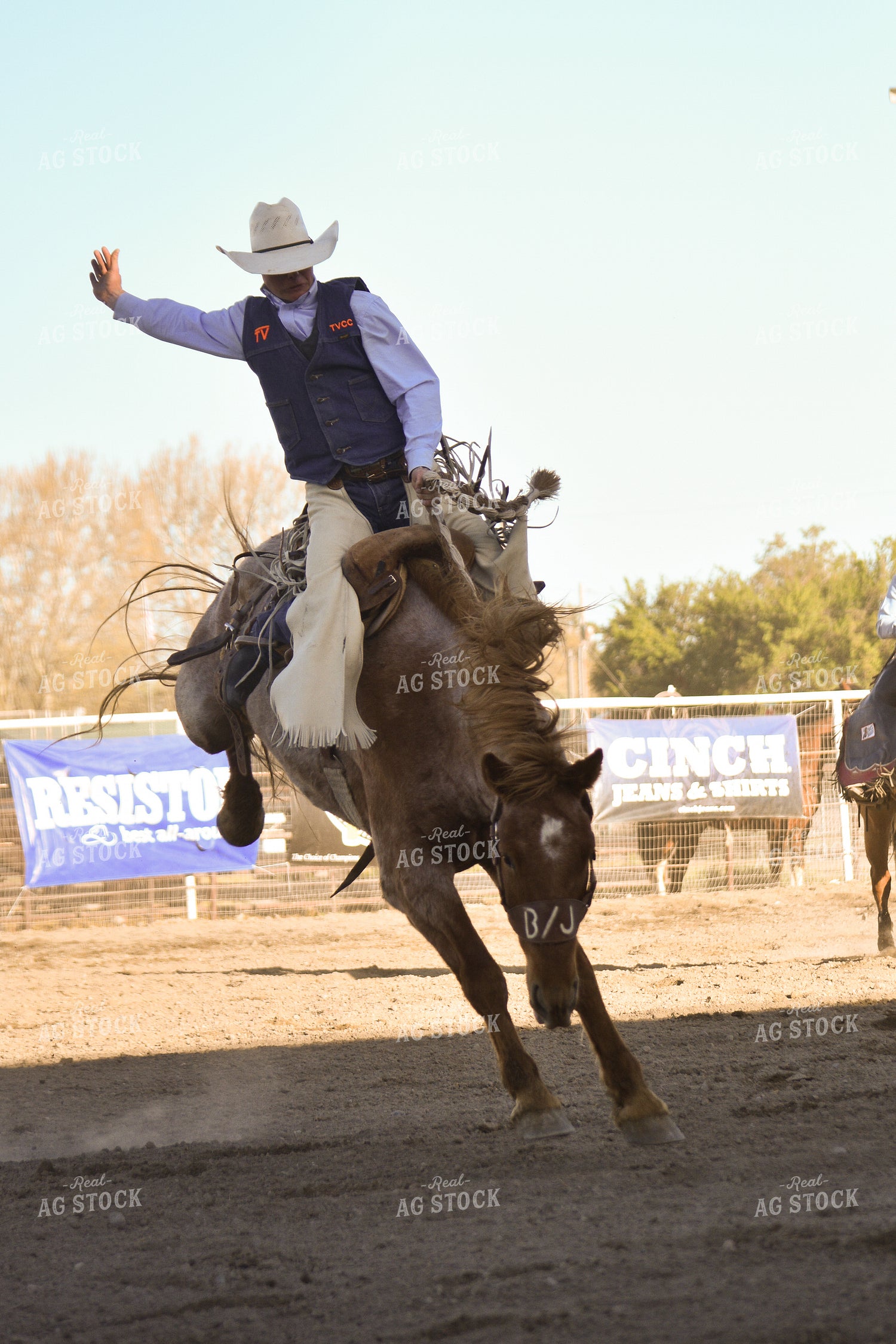 Rodeo 263010