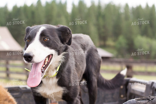 Ranch Dog 69015