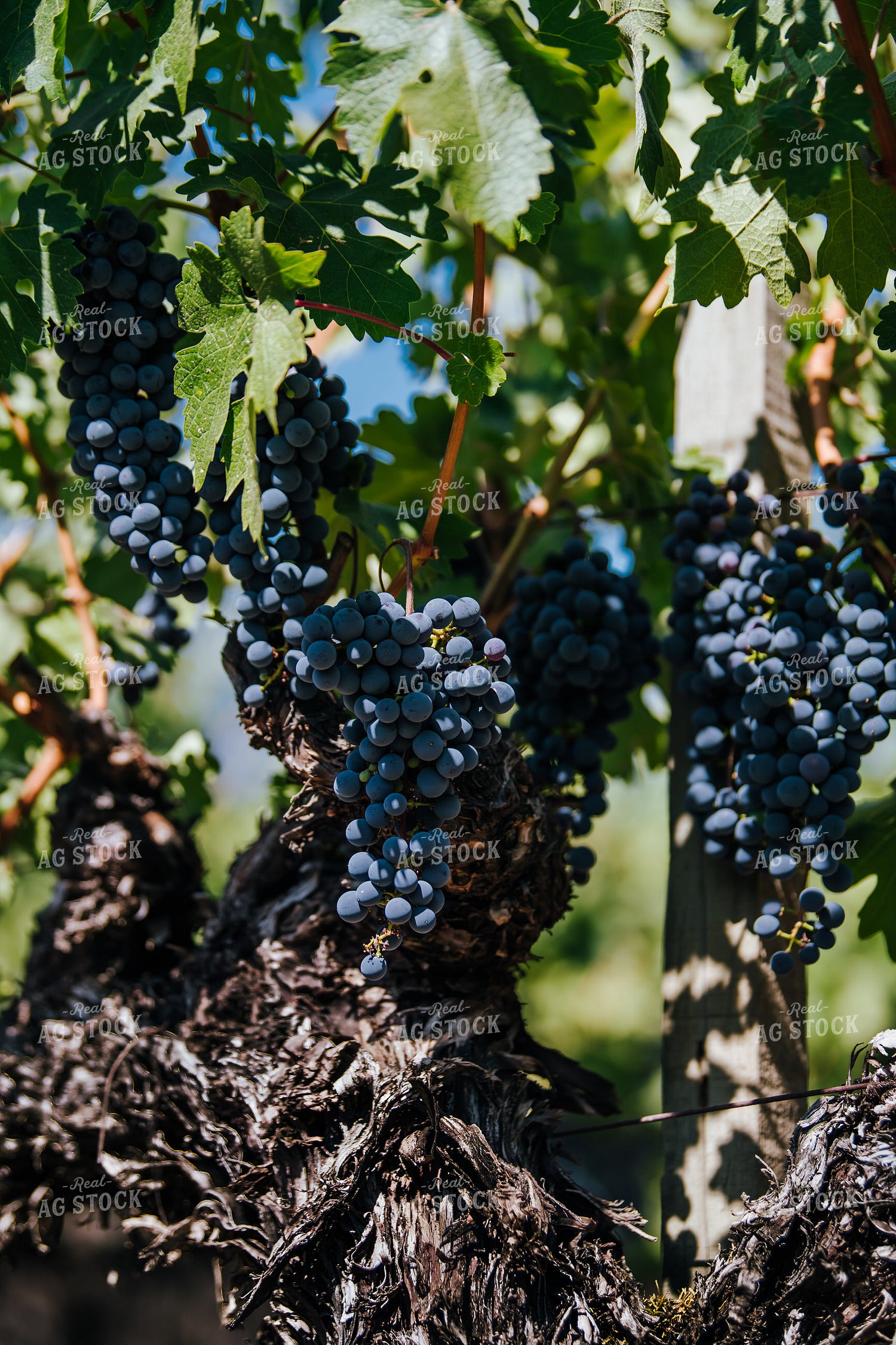 Vineyard Grape Production 107067