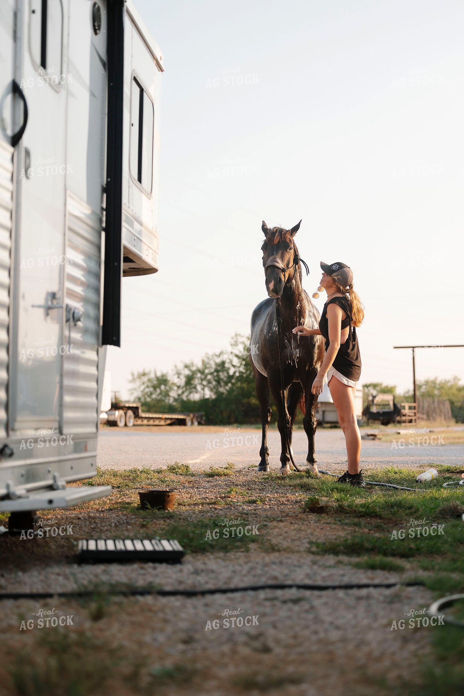 Washing Horse 205106