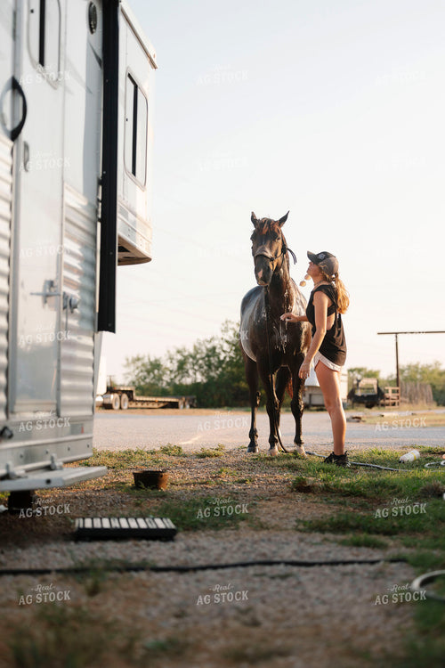 Washing Horse 205106