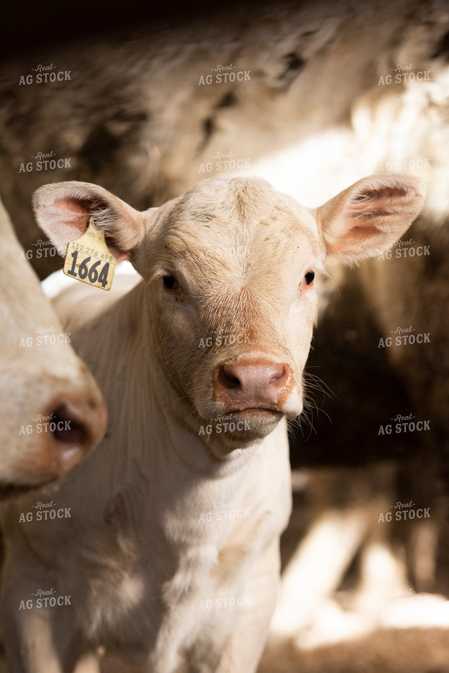 Simmental Cattle 195046