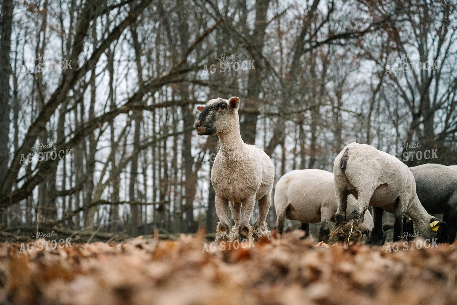 Sheep on Pasture 269018