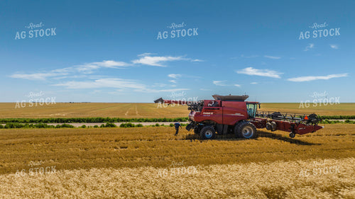 Wheat Harvest 199054