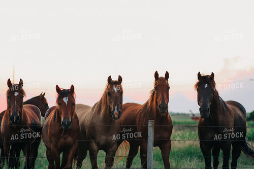 Horses 123025
