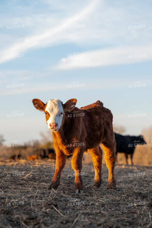 Angus Simmental Cross Calf on Stalks 236034