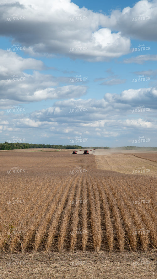 Soybean Harvest 26265