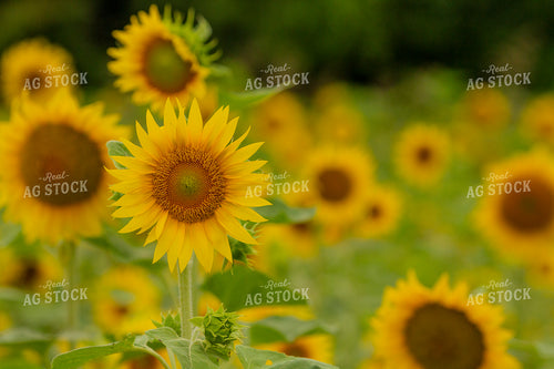 Sunflowers 291133