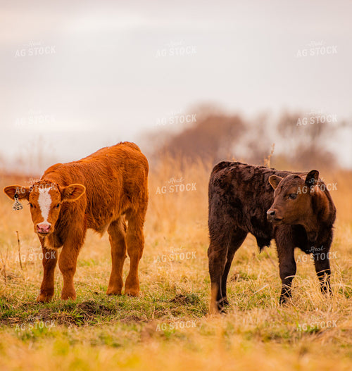 Calves on Pasture 299031