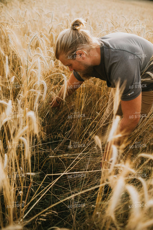 Farmer in Rye Field 5981