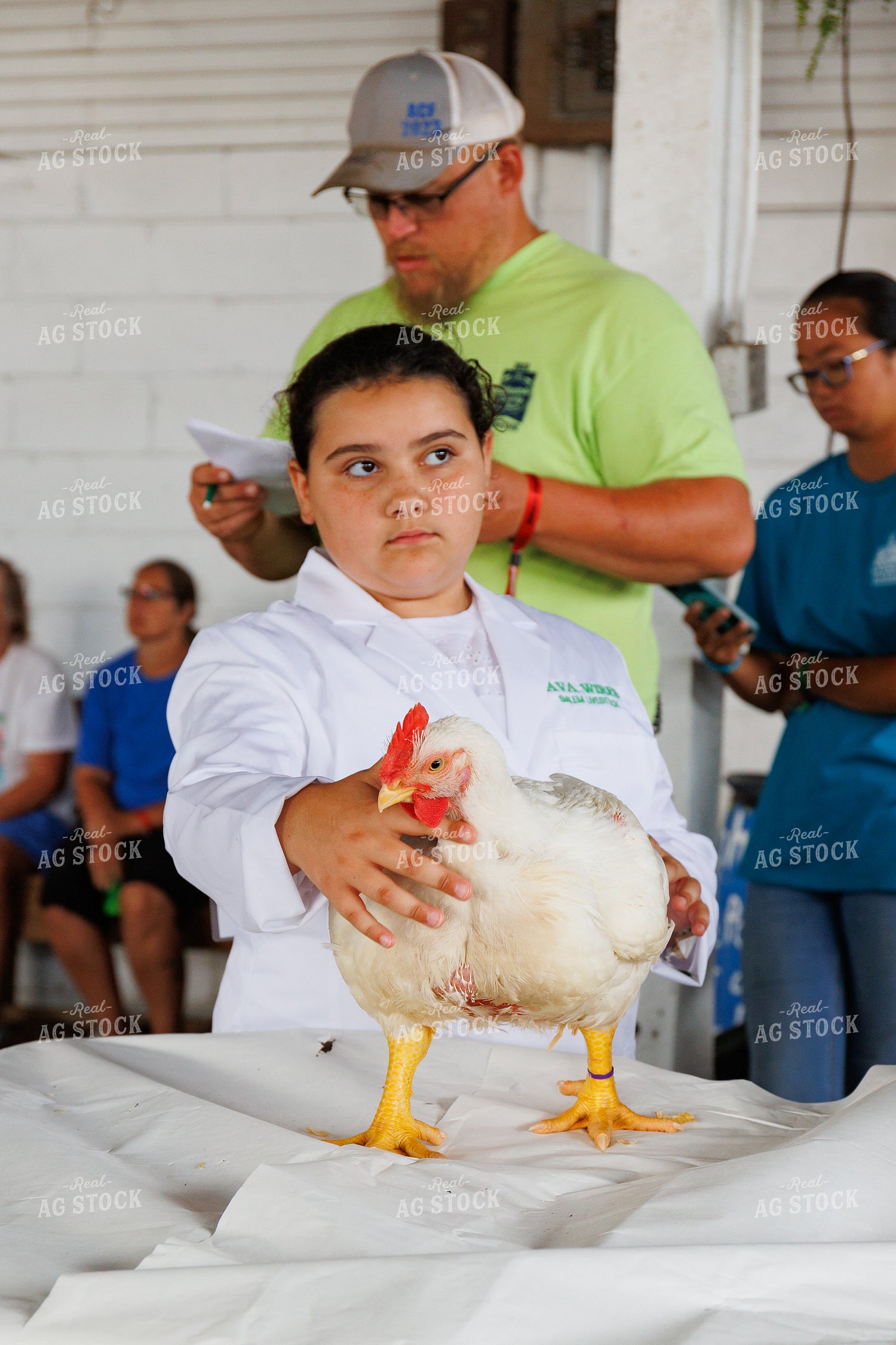 Showing Chickens 52777