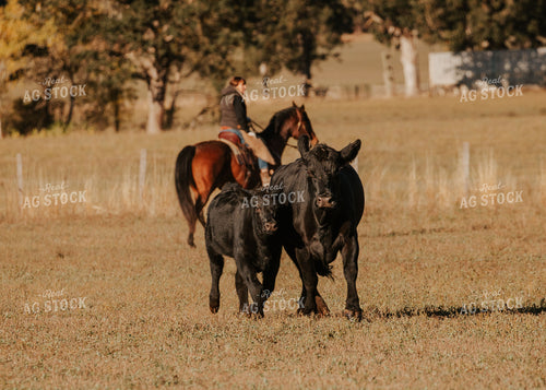 Ranchers on Horseback with Cattle 66061