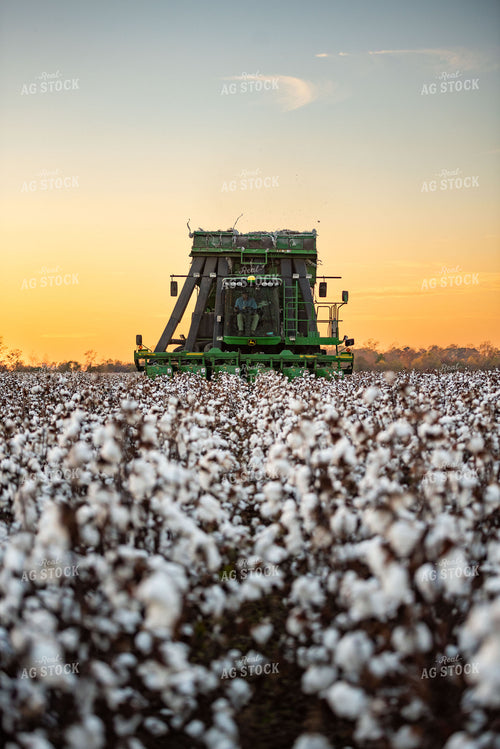 Cotton Harvest 136166