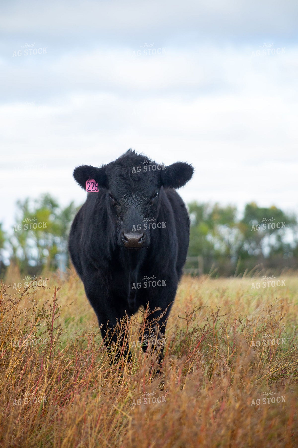 Black Angus Calf Standing in Fall Pasture Grass 406062