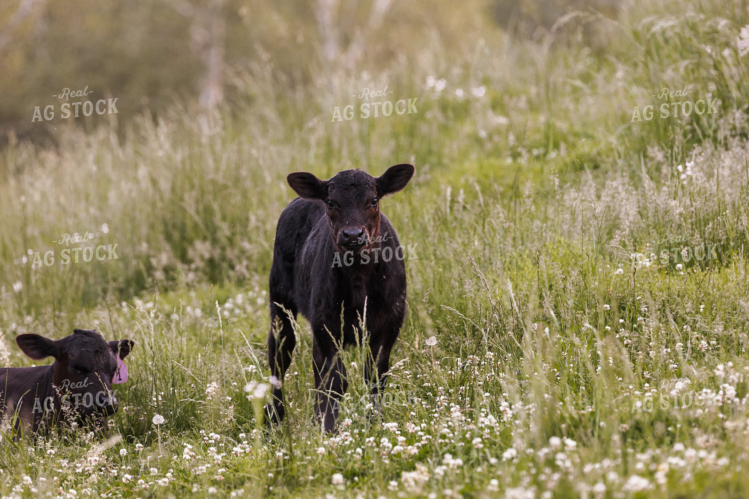 Angus Calf in Pasture 52393