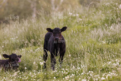Angus Calf in Pasture 52393