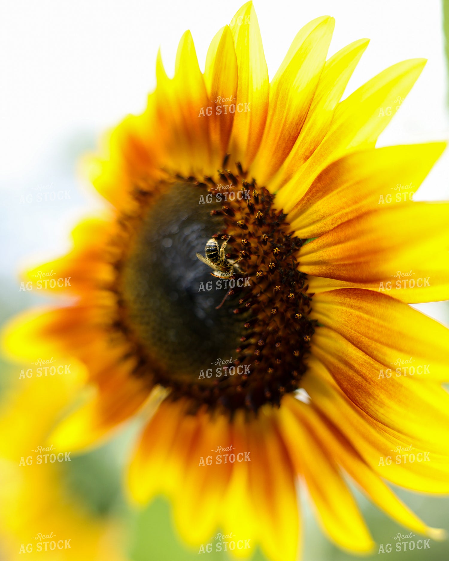 Bee on Sunflower 178143