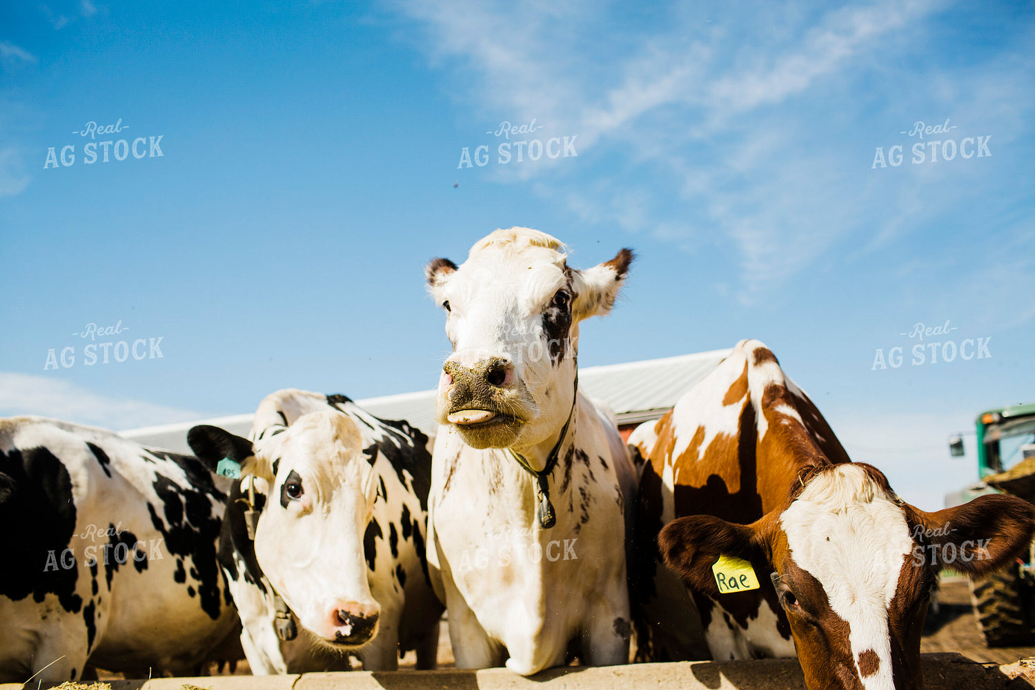 Dairy 2679