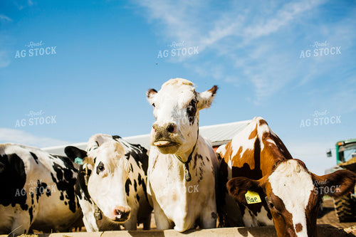 Dairy 2679