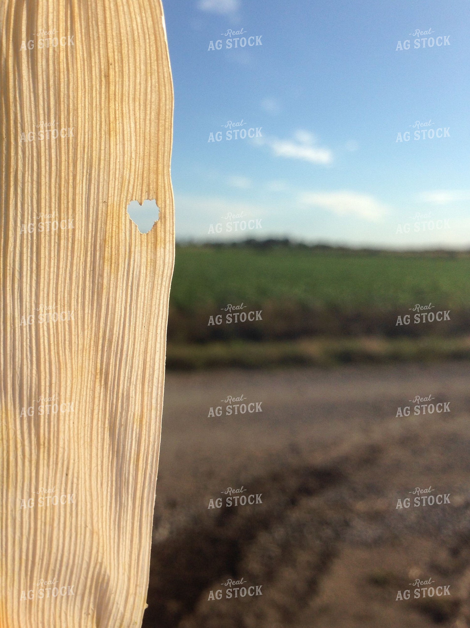 Heart-Shaped Hole in Corn Husk 228000