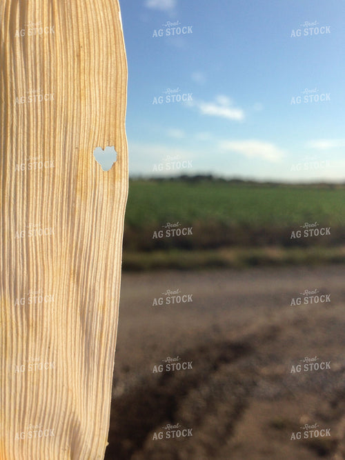 Heart-Shaped Hole in Corn Husk 228000