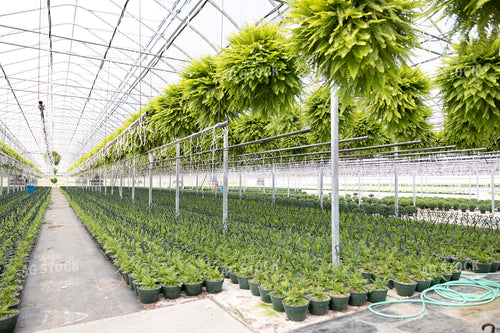 Greenhouse with Plants 52561