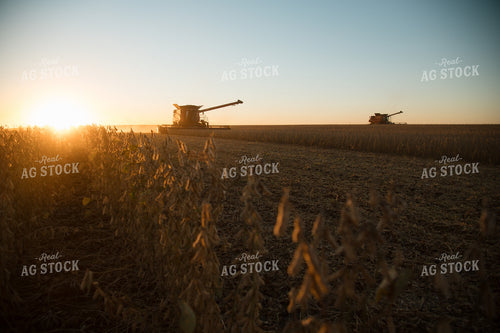 Soybean Harvest 26008