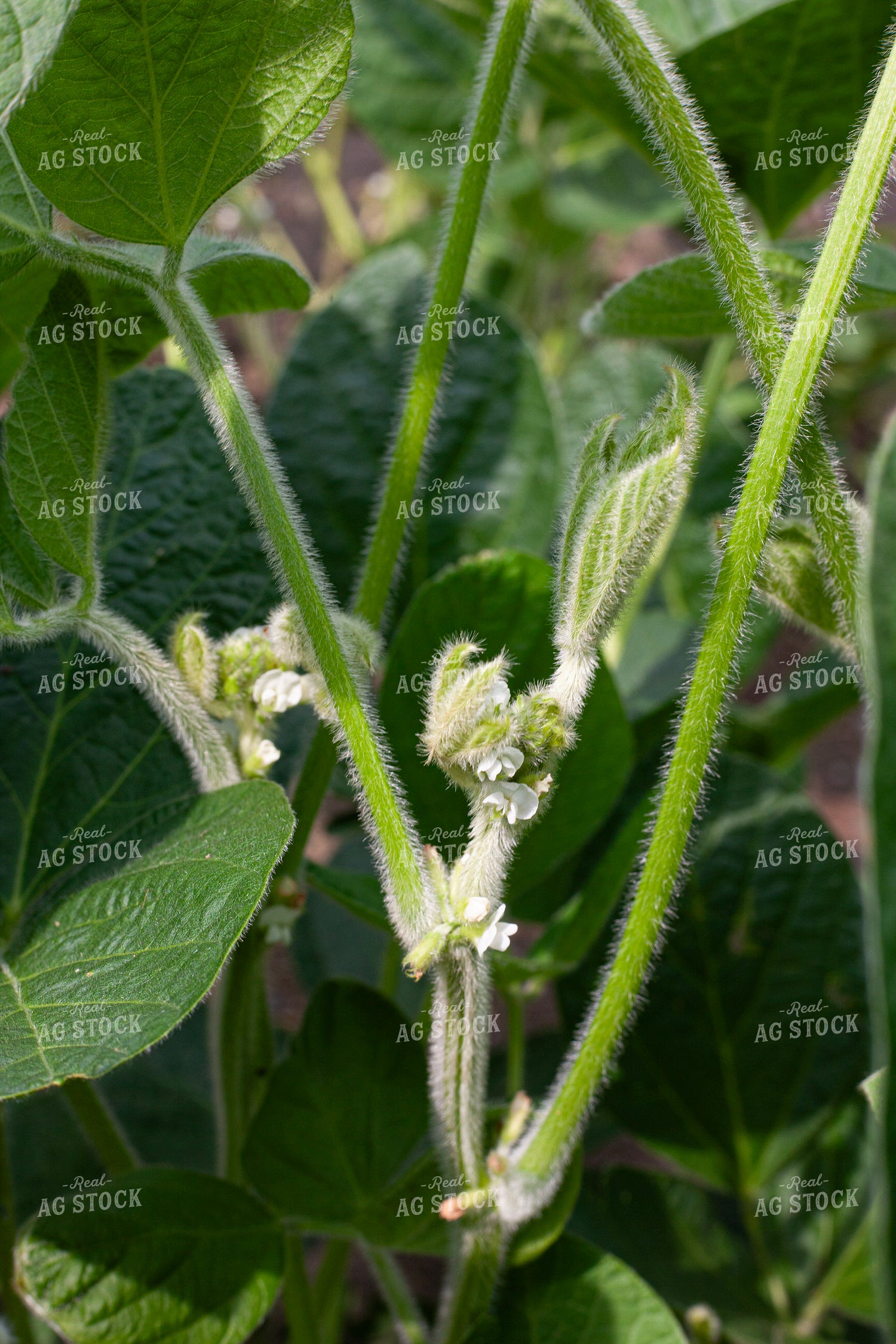 Flowering Soybeans 132227