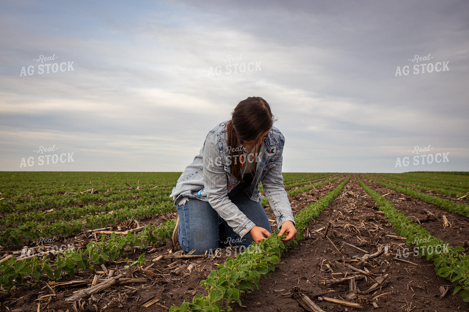 Female Farmer Checking Soybeans 67792