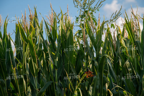 Monarch Butterflies on Corn Leaves 25037